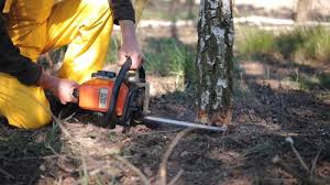 Best Lawn Renovation and Restoration  in Watchung, NJ