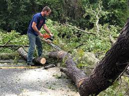 Professional Tree Removal in Watchung, NJ