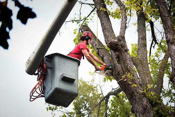 Best Tree Risk Assessment  in Watchung, NJ