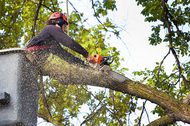 Best Lawn Pest Prevention  in Watchung, NJ